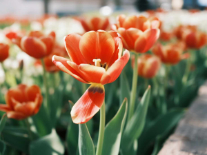 资本的故事02 泡沫的诱惑